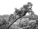 Bush i